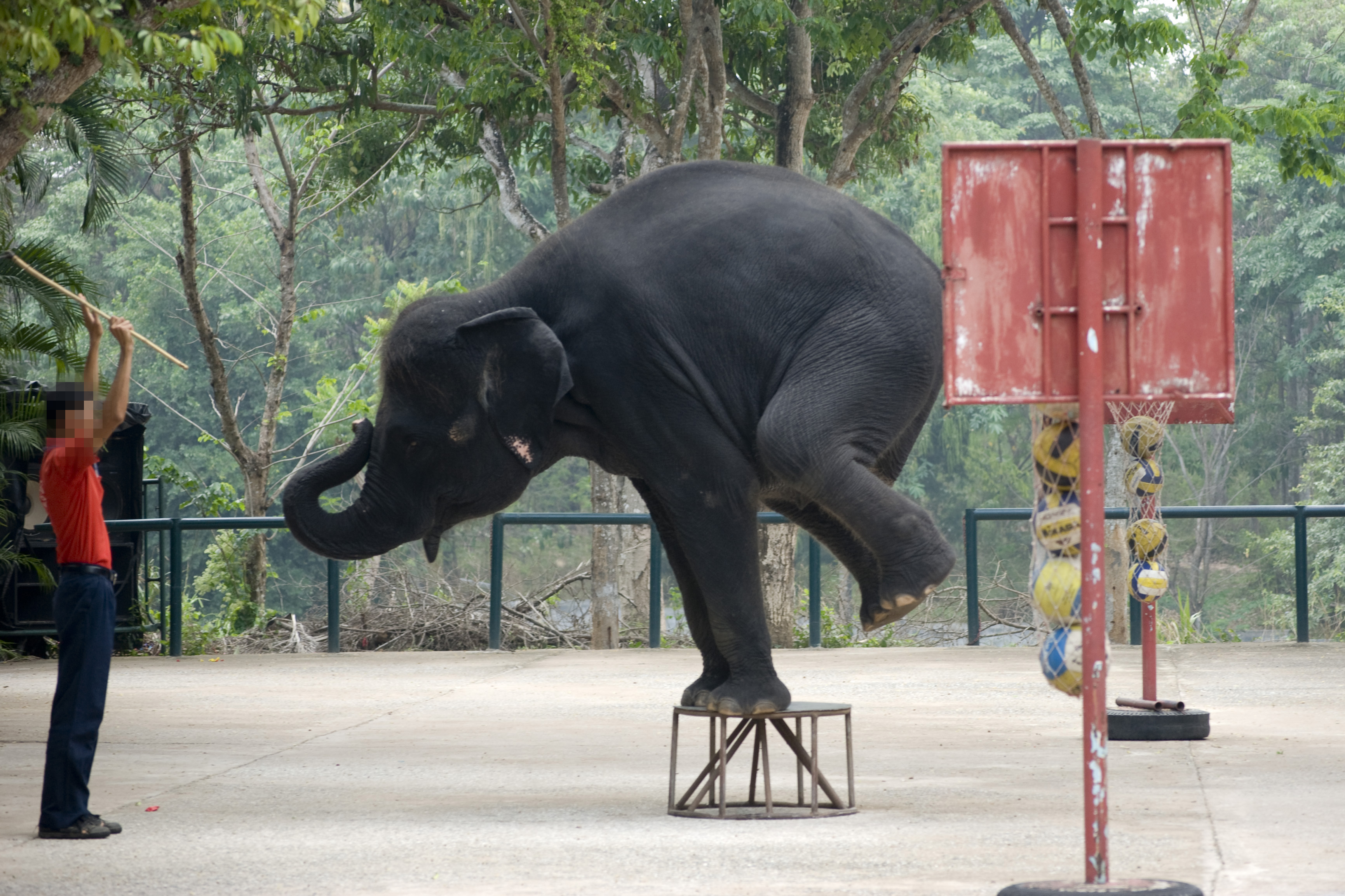 《东南亚旅游从业大象福利现状调查》:六成圈养大象生活在恶劣条件中