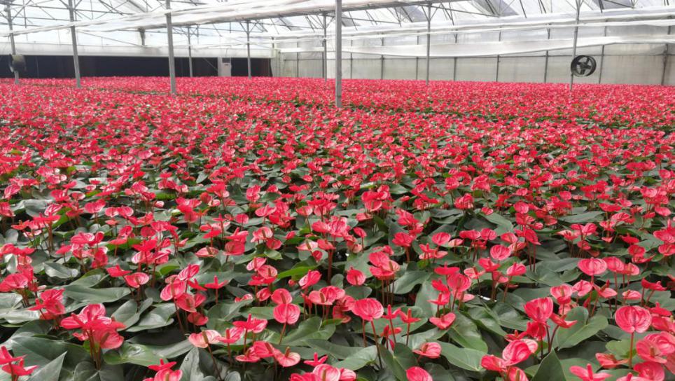 广州花卉研究中心从化基地示范种植的"小娇"红掌