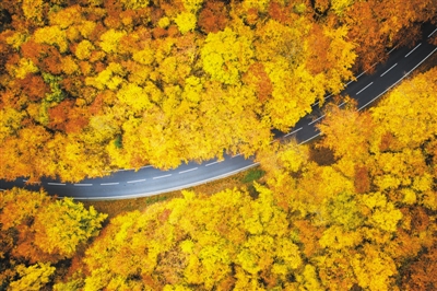 尤其在暖温带落叶阔叶林中,大面积不同种的落叶性乔木由于变色时间